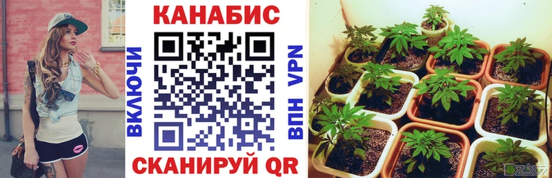 где можно купить Аксай Конопля ГИДРОПОН